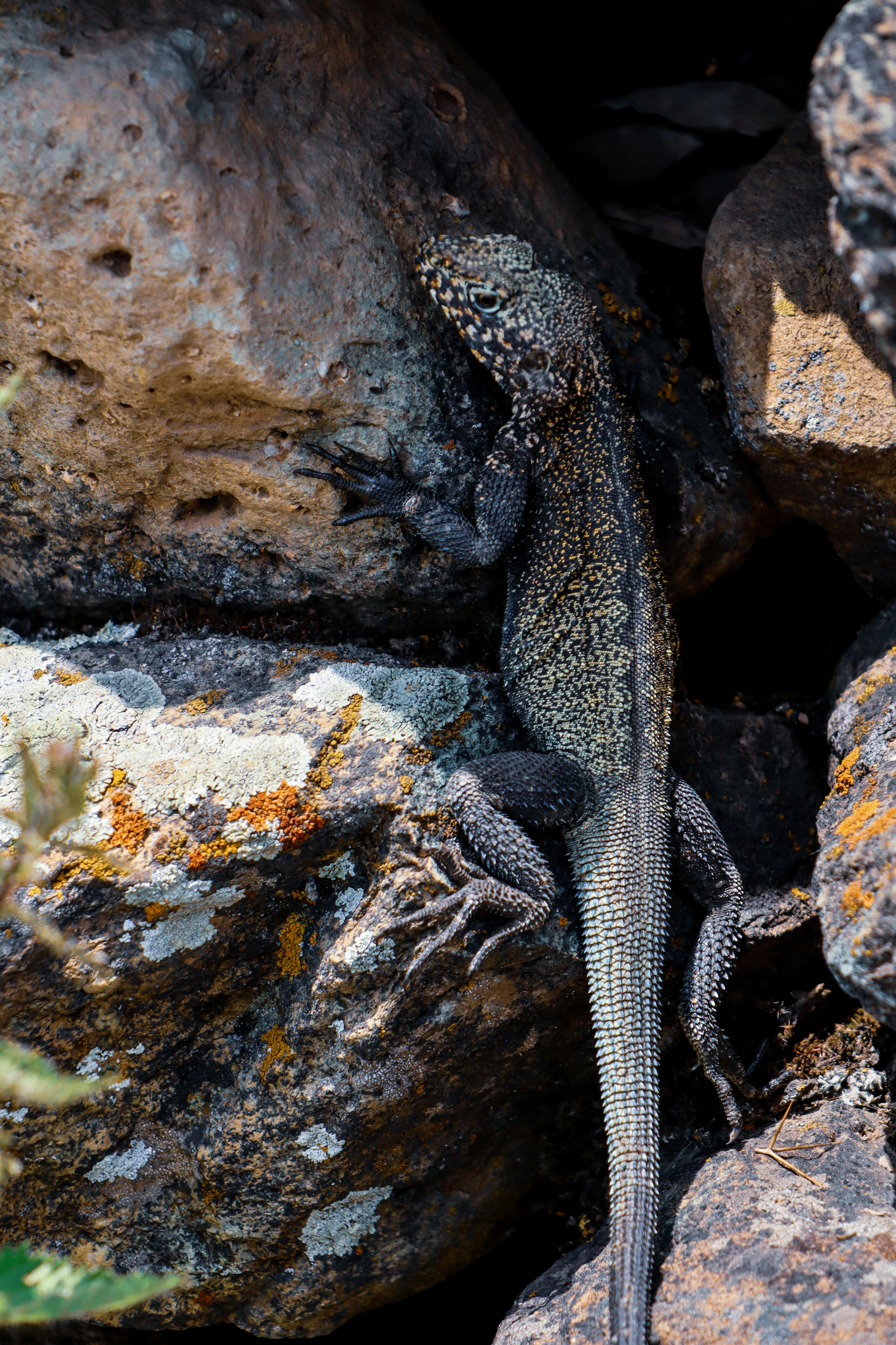 Lizard on Rocks · Free Stock Photo