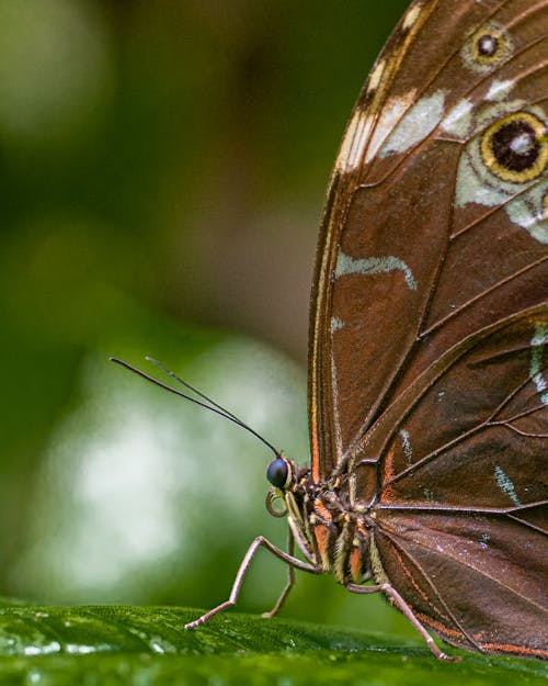 バタフライ, モルフォ蝶, 昆虫の写真の無料の写真素材