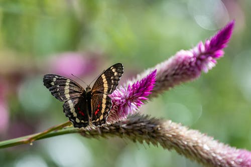 Banded Peacock Butterfly Perched on Celosia Plant