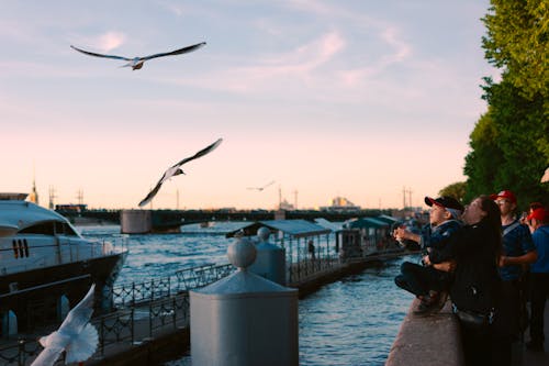 Seagulls Flying near People in Town