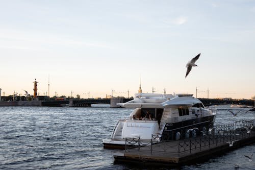 A Bird Flying Near White Yacht Docked on the Side of the River