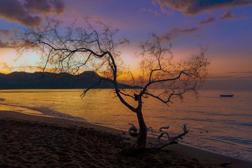 Leafless Tree on Beach Shore during Sunset