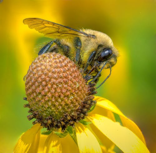 De franc Foto d'estoc gratuïta de abella, flor, fotografia macro Foto d'estoc