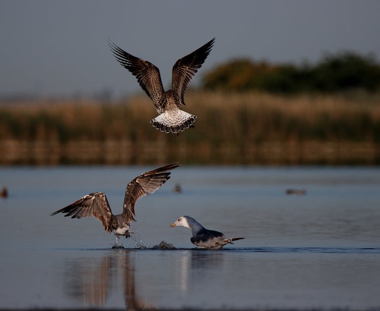 Europian Herring Gulls Over Body Of Water 