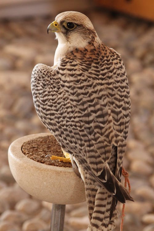 A Close-up Shot of a Falcon Perched on a Round Bird Feeder