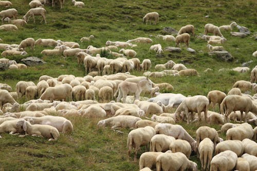 免費 一群動物, 動物攝影, 羊 的 免費圖庫相片 圖庫相片