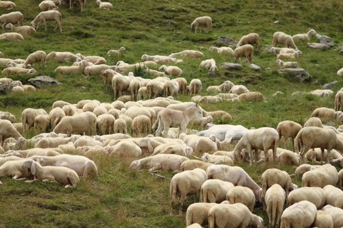 Free A herd of sheep grazing on a lush green hillside, showcasing rural farming life. Stock Photo