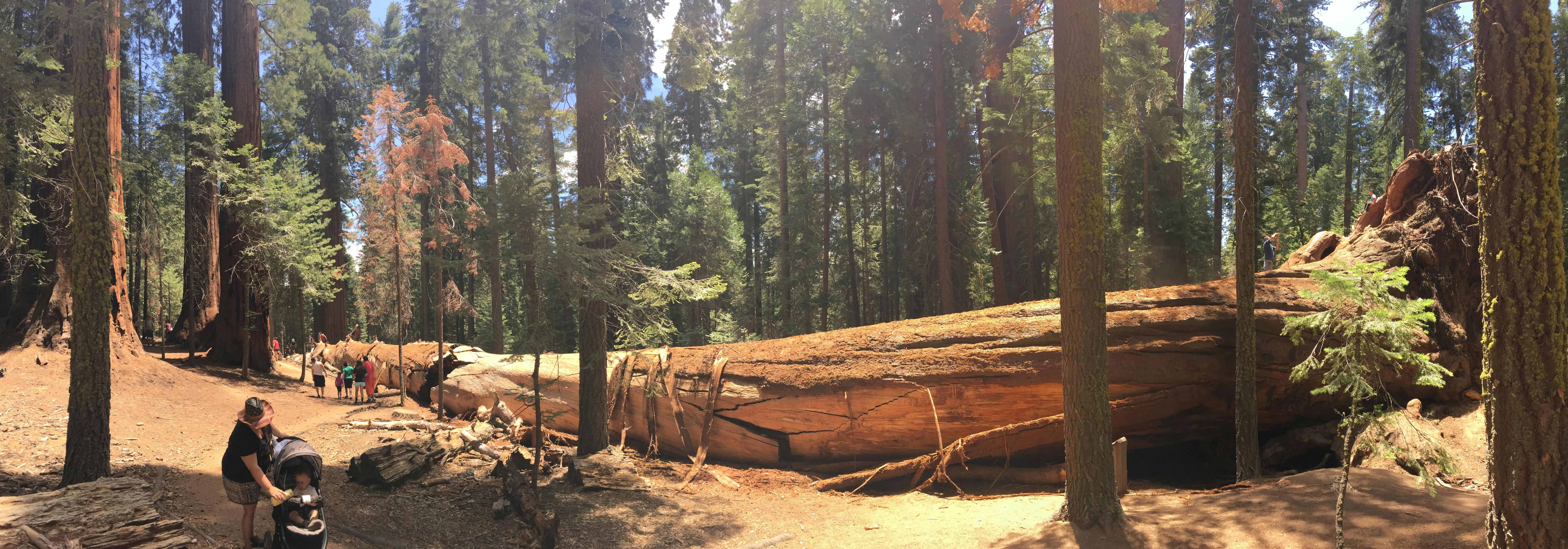 Free stock photo of fallen tree, giant, tree