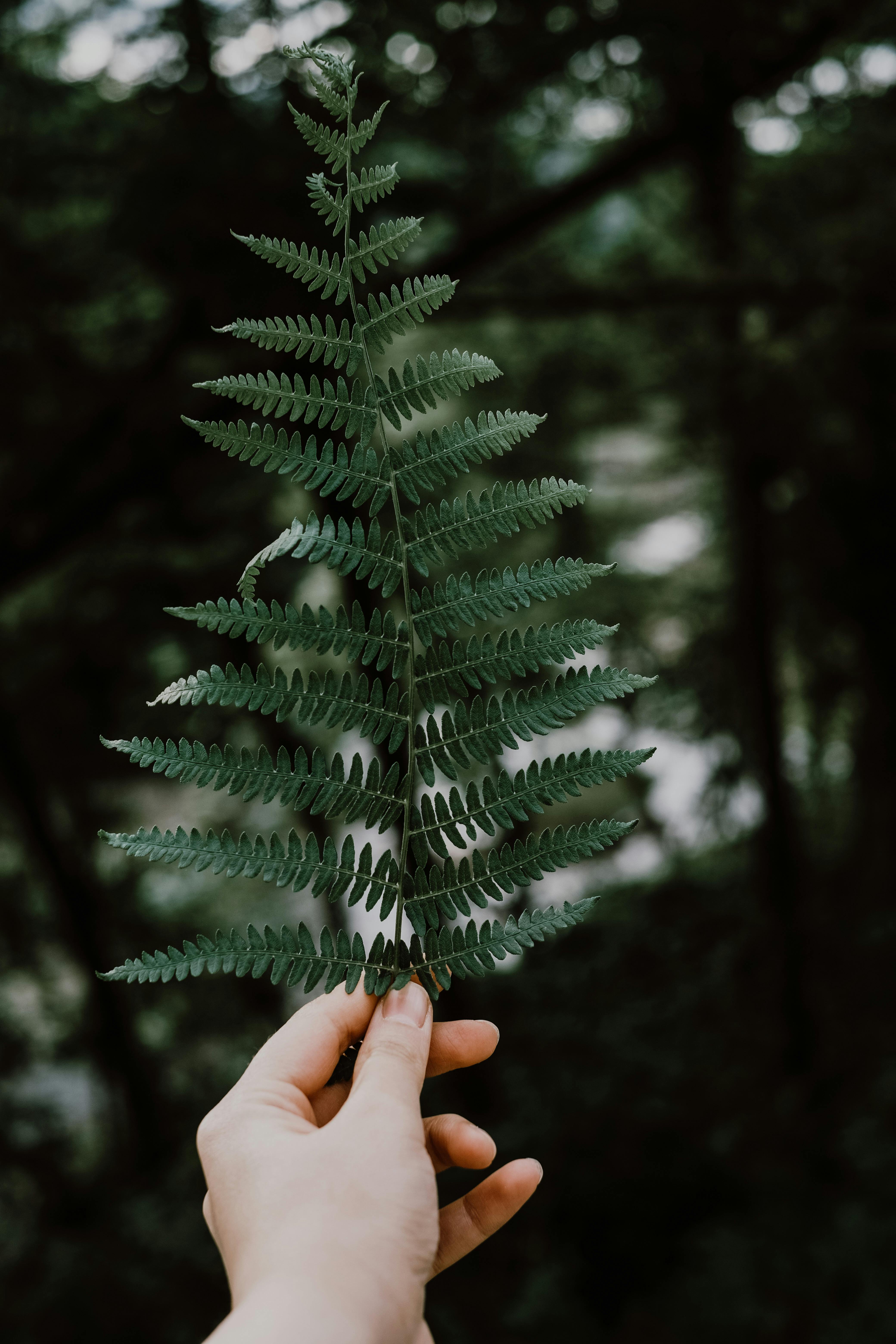 A detailed close-up of a hand holding a vibrant green fern leaf, set against a blurred natural background.