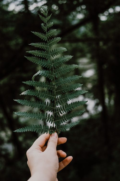 Free A detailed close-up of a hand holding a vibrant green fern leaf, set against a blurred natural background. Stock Photo