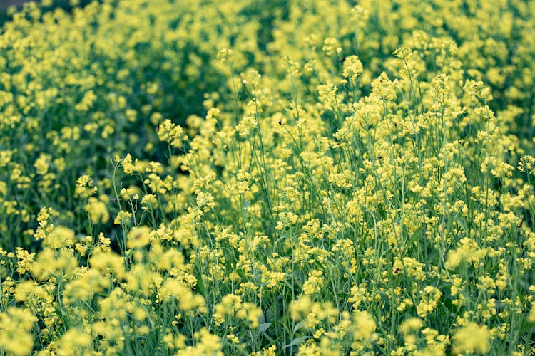 Yellow Flower Field