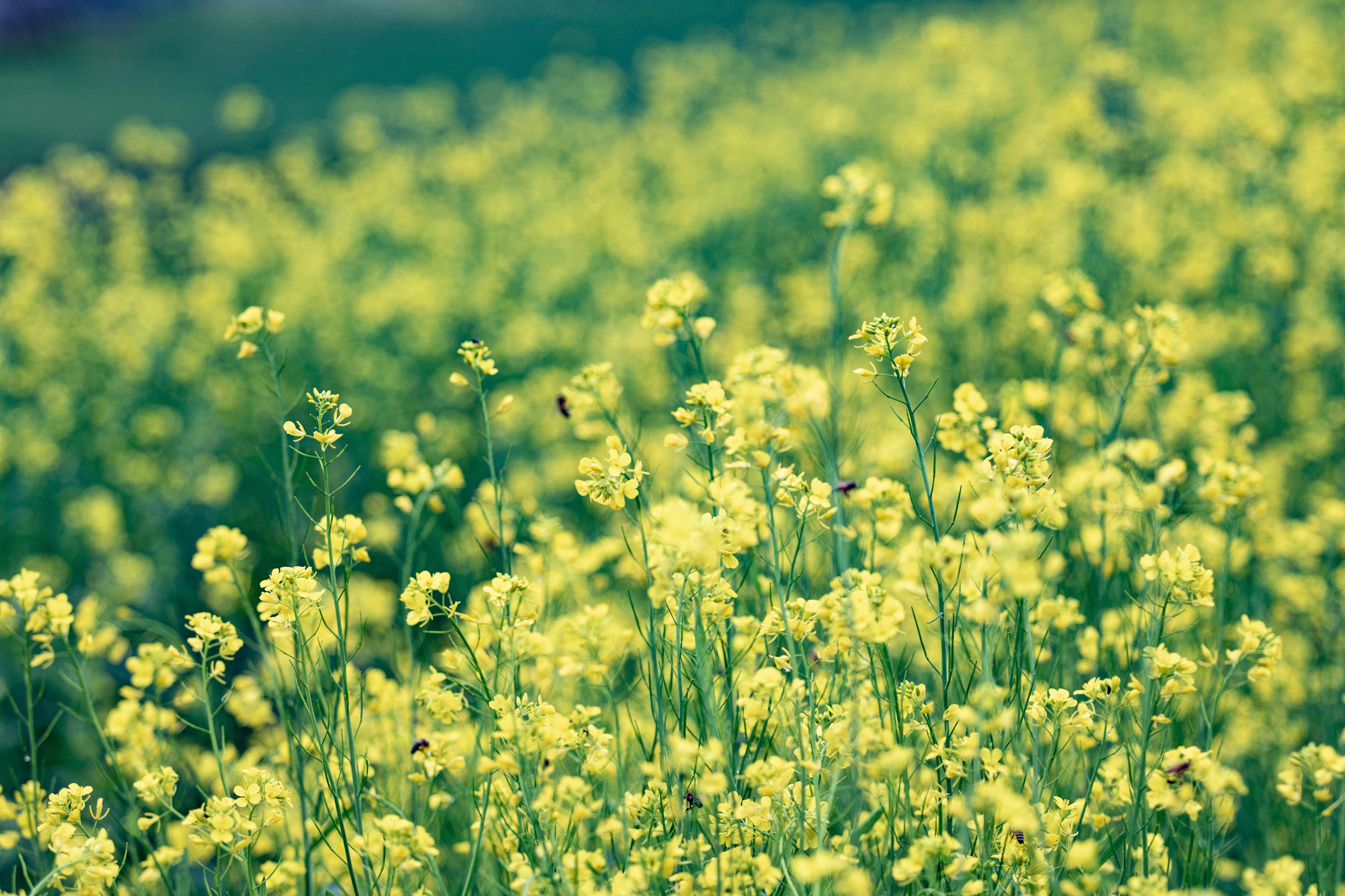 Beautiful Yellow Flower Field · Free Stock Photo