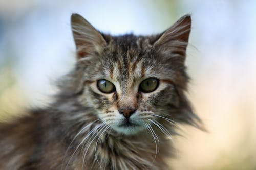 Imagine de stoc gratuită din a închide, animal, fotografie de animale