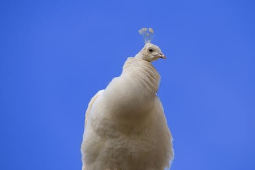 A White Peacock on Blue Background