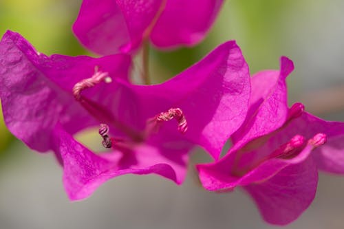 Close Up Photo of Flowers