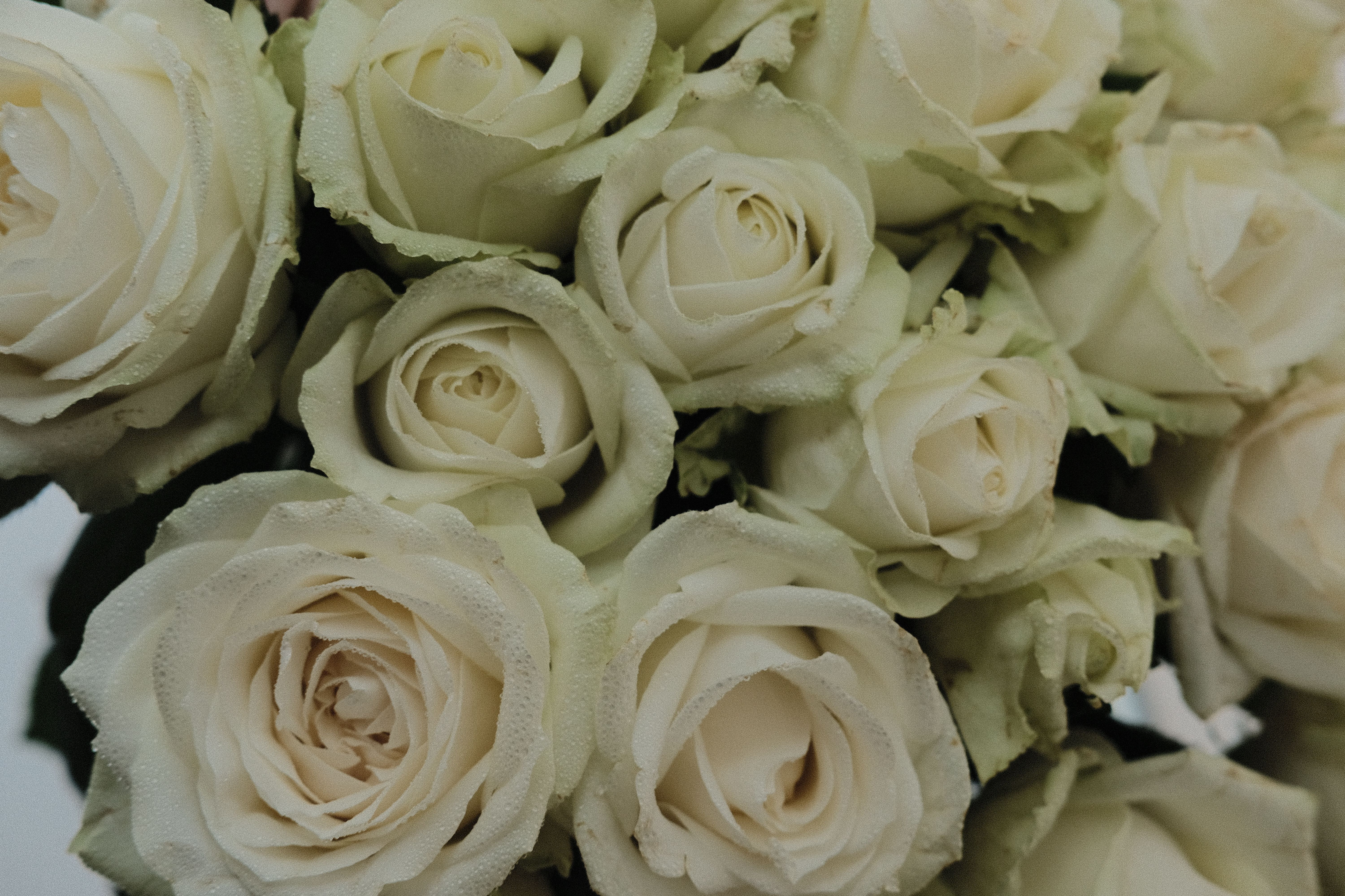 Close-up of White Roses · Free Stock Photo