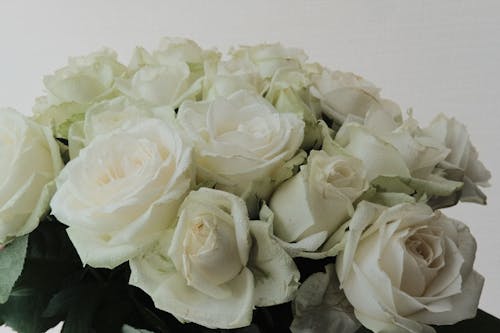 Free White Roses in Close Up Photography Stock Photo