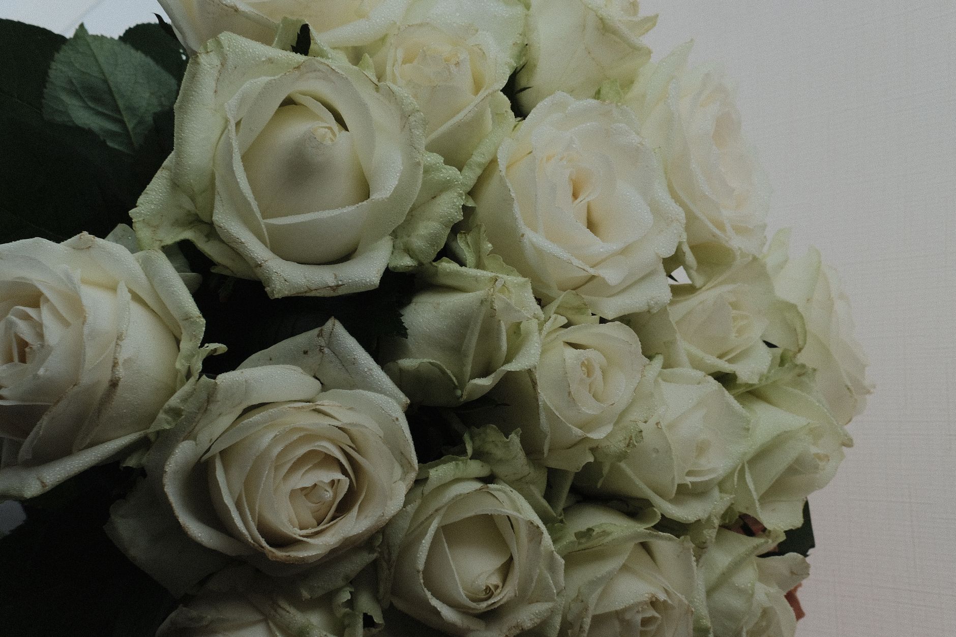 A close-up image of a stunning bouquet of white roses, showcasing delicate petals.