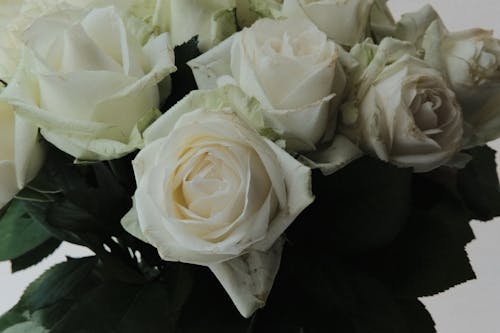 A Bouquet of White Roses in Close-up Shot