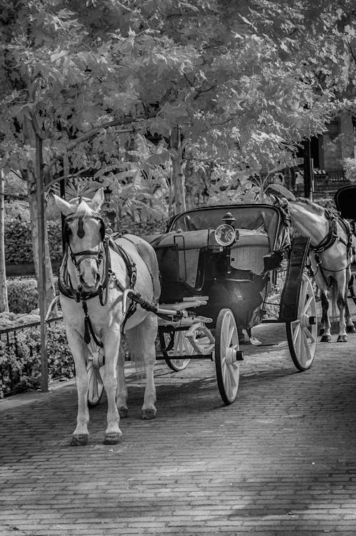 Grayscale Photo of Horse Carriage