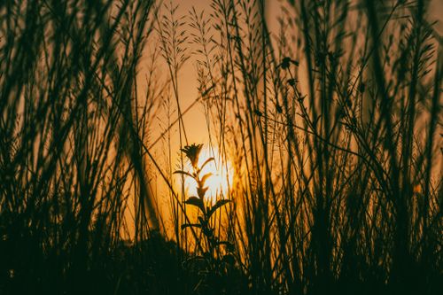 Free A stunning silhouette of tall grass against a vibrant golden sunset, capturing nature's beauty. Stock Photo