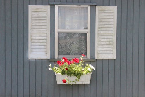 ガラスの窓, ぶら下がり, 植物箱の無料の写真素材