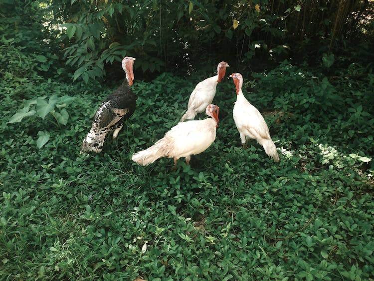 Turkeys On Green Grass