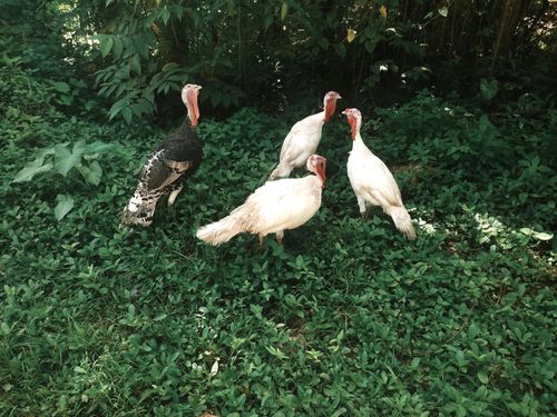 Free Group of four turkeys standing on lush green grass with foliage in the background. Stock Photo