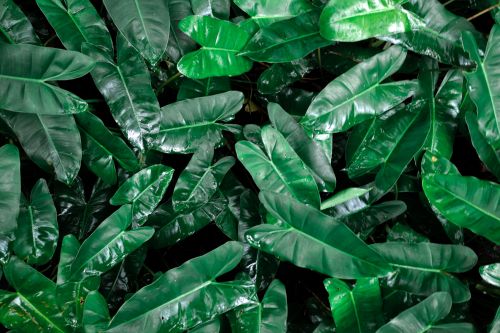 Free stock photo of after the rain, dark green, dark green leaves Stock Photo