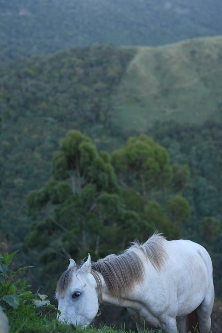 Horse In Munnar Topstation