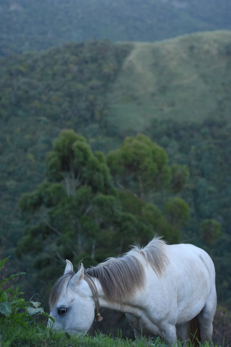 Horse In Munnar Topstation