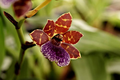 A Purple and Brown Moth Orchid Flower in Bloom