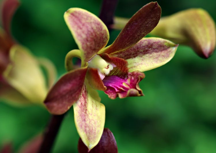 Close-Up Shot Of A Blooming Orchid Flower