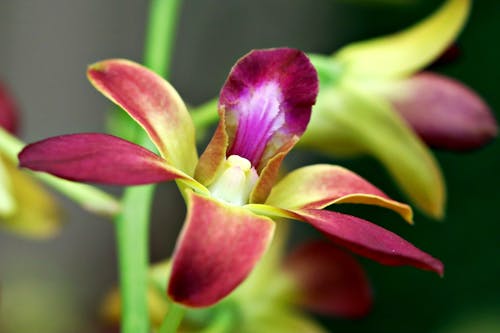 Free A Purple and Yellow Orchid Flower in Bloom Stock Photo