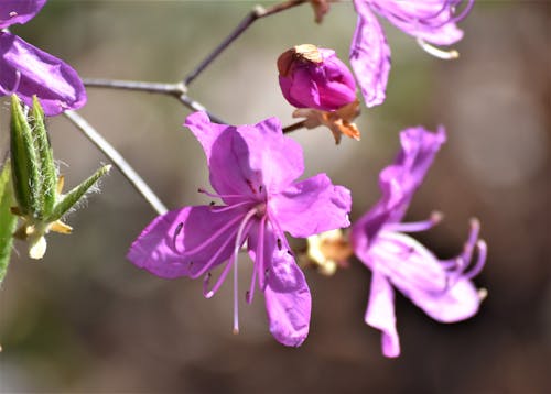 Бесплатное стоковое фото с крупный план, пурпурные цветы, рододендрон mucronulatum
