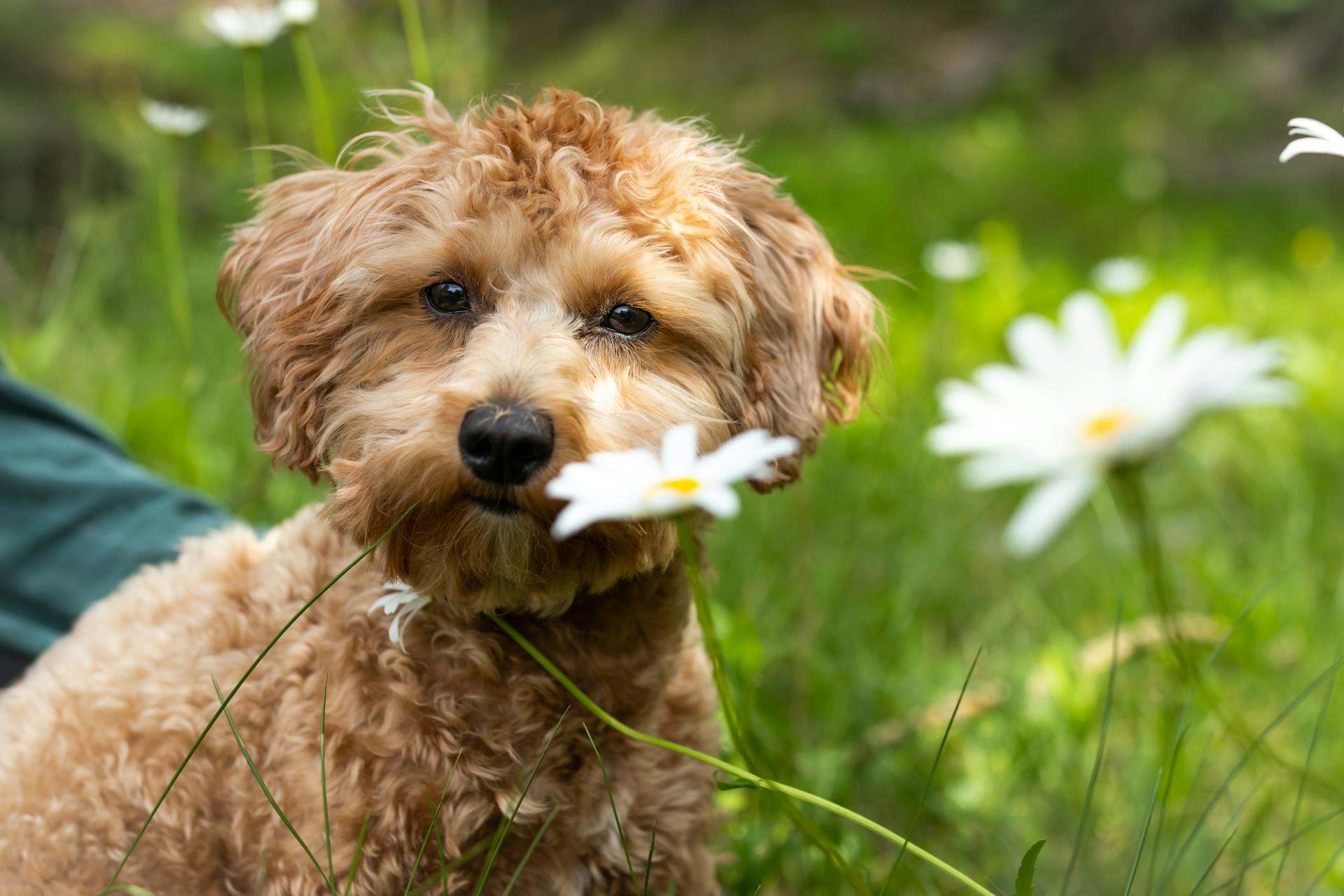 Close-Up Shot of a Brown Toy Poodle Sitting on the Grass