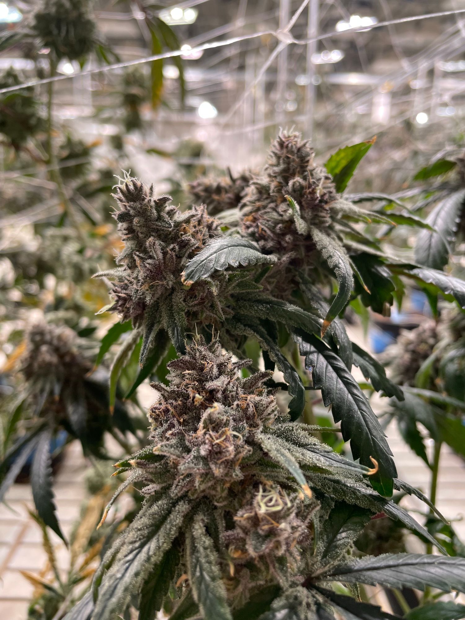 Premium indoor cannabis flower