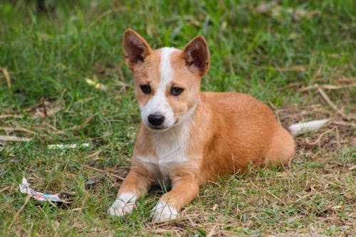 A Brown and White Puppy on the Grass