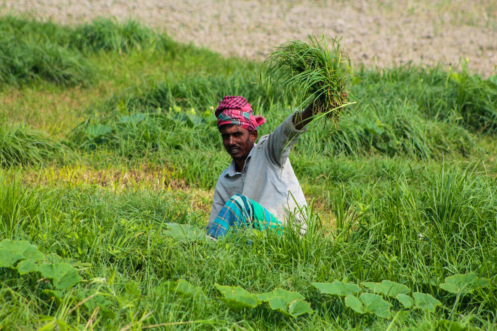 A farmer in Bangladesh harvesting crops in a lush green field, showcasing rural agriculture.