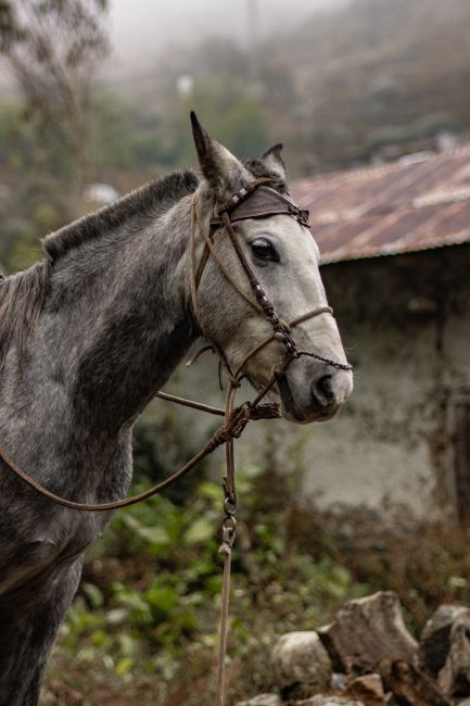 Close-up of a horse in a foggy rural area of Peru, showcasing natural elegance.