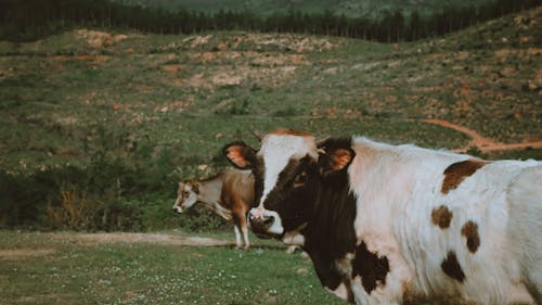 Çiftlik hayvanları, Evcil Hayvanlar, hayvan fotoğrafçılığı içeren Ücretsiz stok fotoğraf