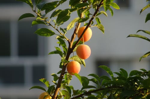 Fruits on a Green Plant