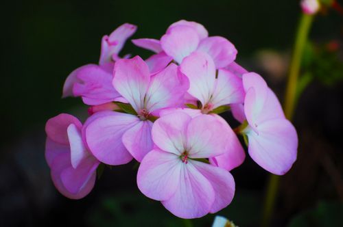 Free Vibrant pink Pelargonium flowers in full bloom with lush green backdrop. Stock Photo