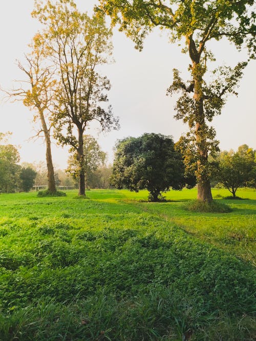 Безкоштовне стокове фото на тему «зелена трава, зелені дерева, Природа»