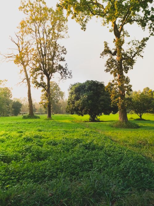 Free A vibrant green field with towering trees, capturing the serene beauty of nature in Ormanjhi, India. Stock Photo