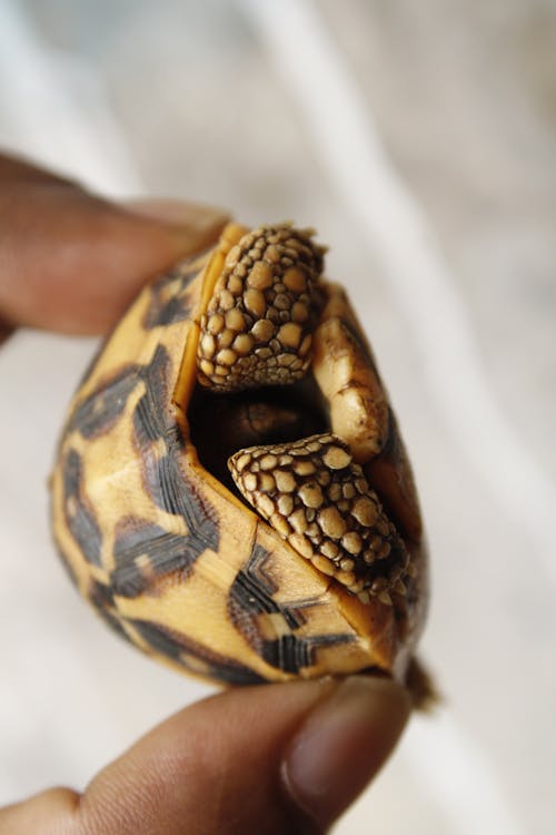 Kostenloses Stock Foto zu nahansicht, reptil, schildkröte