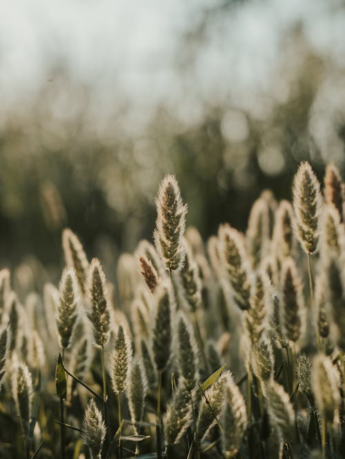 Brown Wheat in Close Up Photography