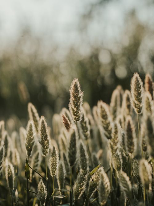 Free Serene close-up of rabbitsfoot grass backlit by warm summer sunlight, with a blurred natural background. Stock Photo