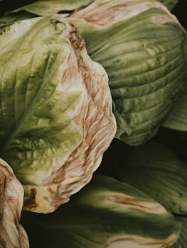 Detailed view of withering green leaves showing natural texture and color patterns.