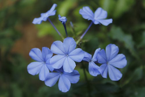 Close-Up Shot of Blooming Blue Flowers